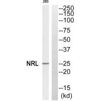 NRL antibody