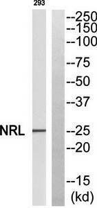 NRL antibody