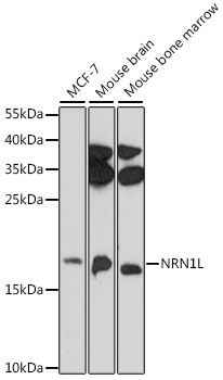 NRN1L antibody
