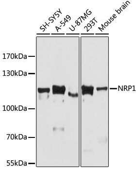 NRP1 antibody