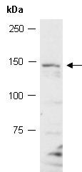 NRP1 (N) Antibody, Rabbit Polyclonal