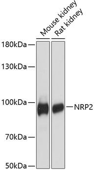 NRP2 antibody