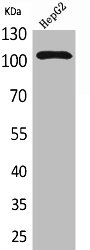 NRP2 antibody