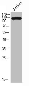 NRP2 Antibody
