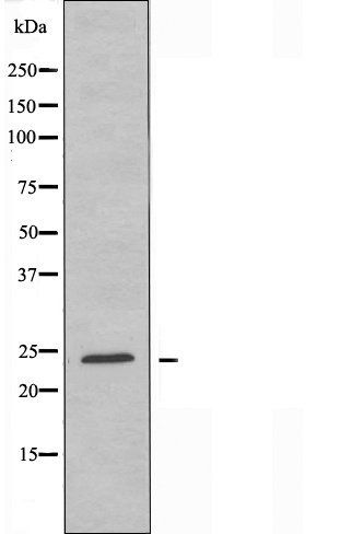 NRSN1 antibody