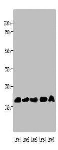 NRSN1 Antibody
