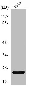 NRSN1 antibody