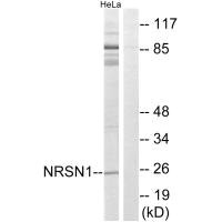 NRSN1 antibody