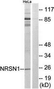 NRSN1 Antibody