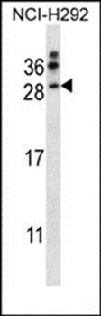 NRTN antibody