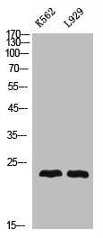 NRTN antibody