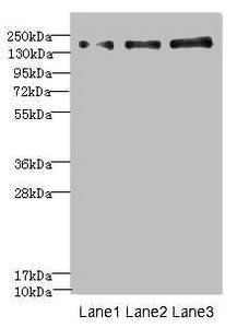 NRXN1 Antibody
