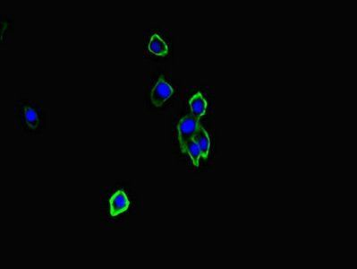 NRXN1 Antibody