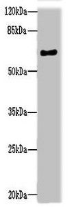 NRXN3 Antibody