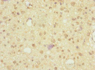 NRXN3 Antibody