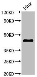 NS1 antibody