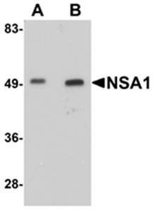 NSA1 Antibody