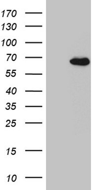 NSD3 (WHSC1L1) antibody