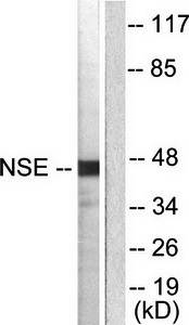 NSE antibody