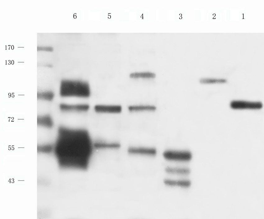 NSF Rabbit Polyclonal Antibody