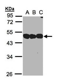 NSFL1 cofactor p47 antibody