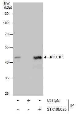 NSFL1C Rabbit Polyclonal Antibody