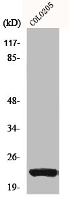 NSG1 antibody