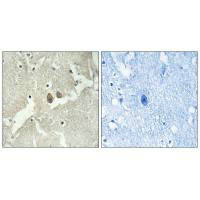 NSG2 antibody