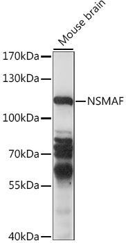 NSMAF antibody