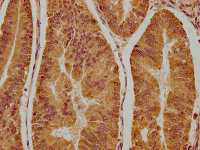 NSMAF Antibody