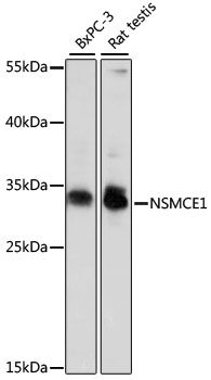 NSMCE1 antibody