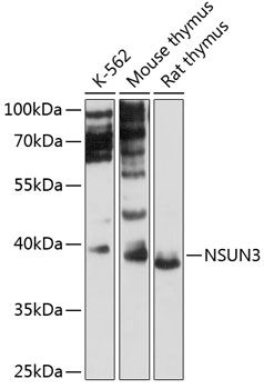 NSUN3 antibody