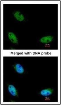 NSUN6 antibody