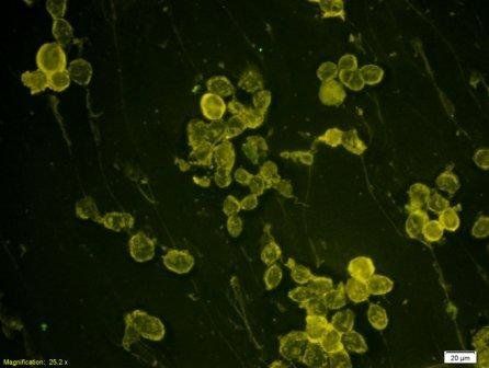 NT5C2 Rabbit Polyclonal Antibody (FITC)