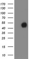 NT5DC1 antibody