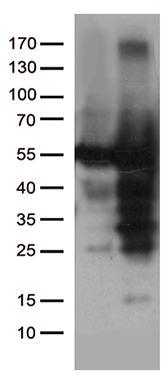 NT5DC1 antibody