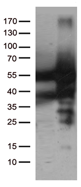 NT5DC1 antibody