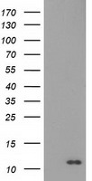 NT5DC1 antibody