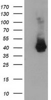 NT5DC1 antibody