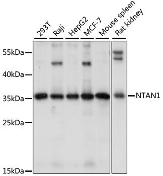 NTAN1 antibody
