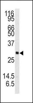 NTF3 antibody