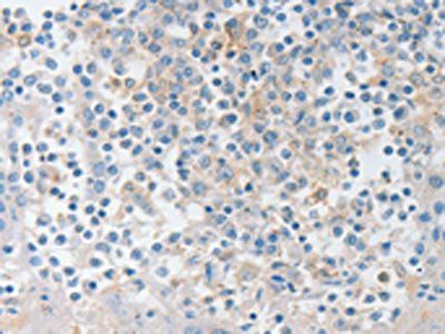 NTF4 antibody