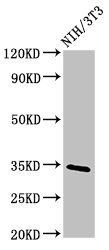 NTHL1 Antibody