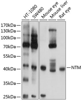 NTM antibody