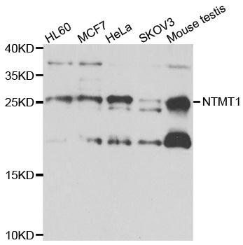 NTMT1 antibody
