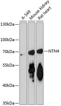 NTN4 antibody