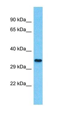 NTN5 antibody