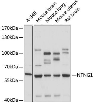 NTNG1 antibody