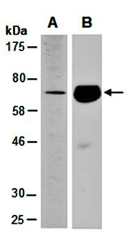 NTNG2 (C) Antibody, Rabbit Polyclonal
