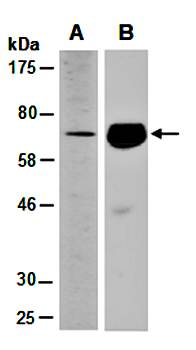 NTNG2 antibody